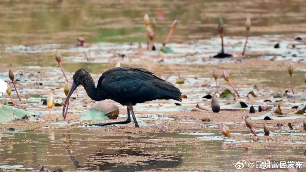 彩鹮再现南滇池湿地