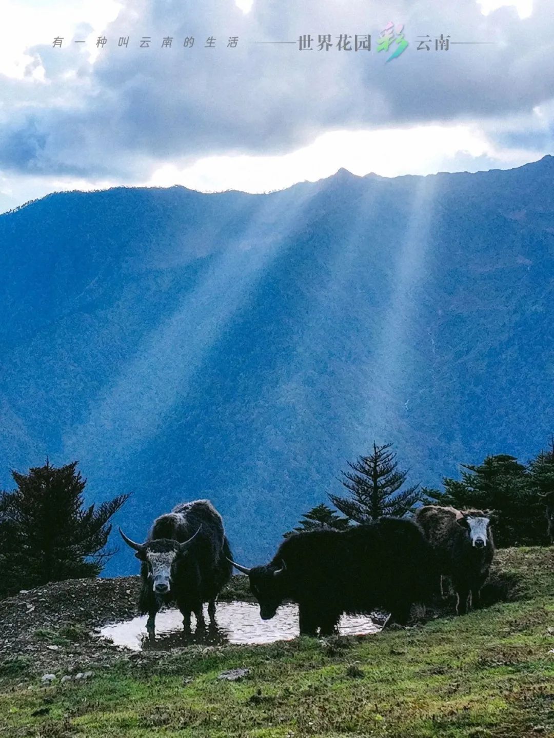云南省文化和旅游厅