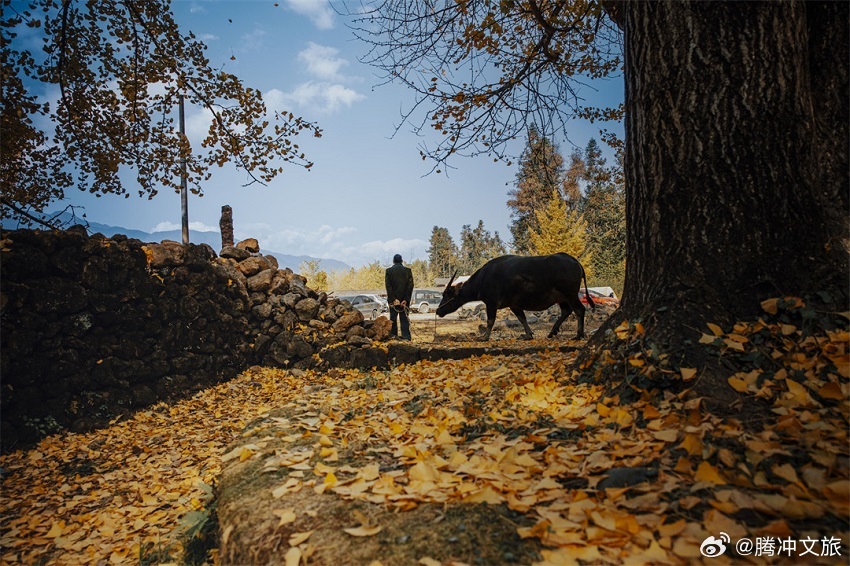立冬后的第一场旅行与腾冲银杏村想要