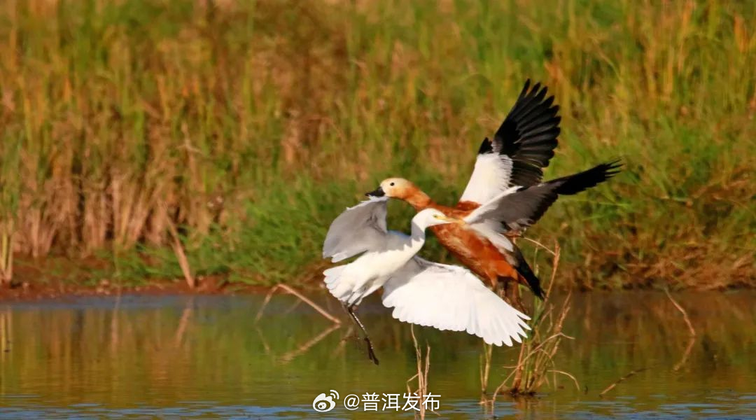“稀客”变“常客”！赤麻鸭旅居普洱孟连