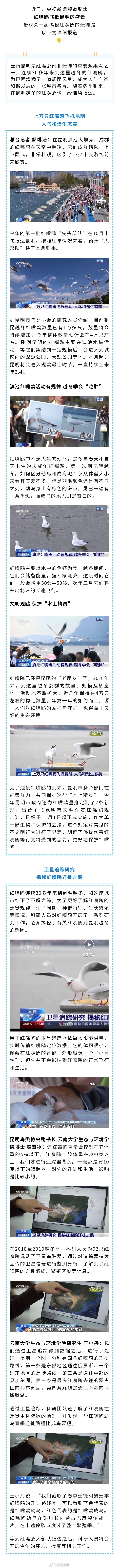 央视聚焦红嘴鸥飞抵昆明盛景 卫星“小背包”揭秘越冬谜团→