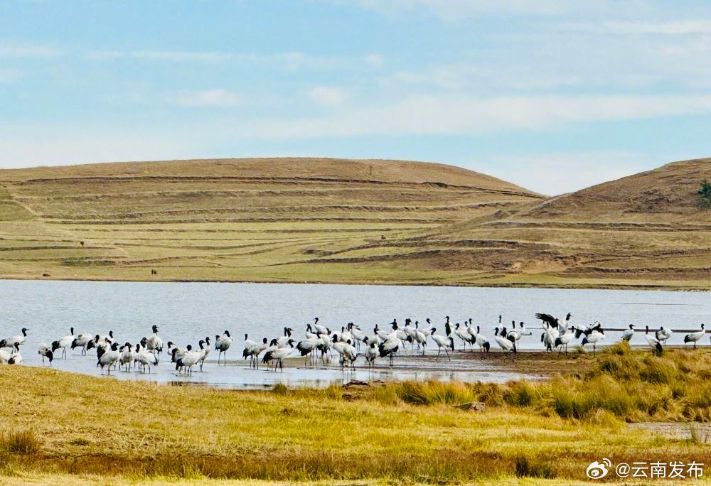 2342只！云南大山包黑颈鹤数量创历史新高