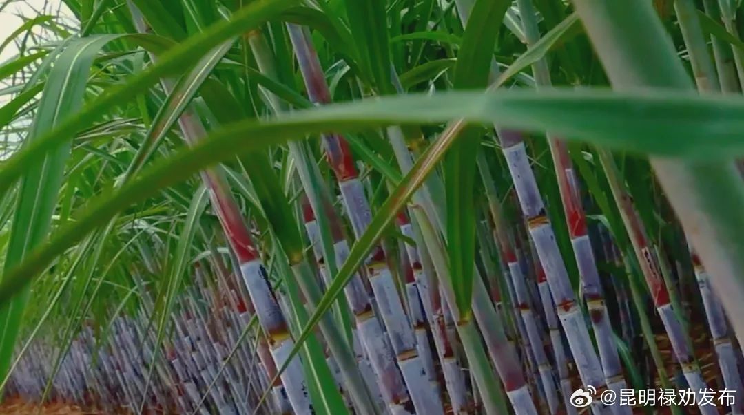 甜美之路：“甜蜜产业链”，一根甘蔗的N种可能……