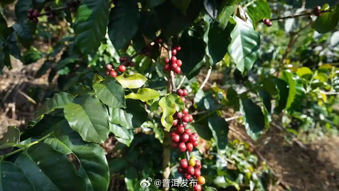 让传统产业焕发新活力！孟连这样走好精品咖啡之路