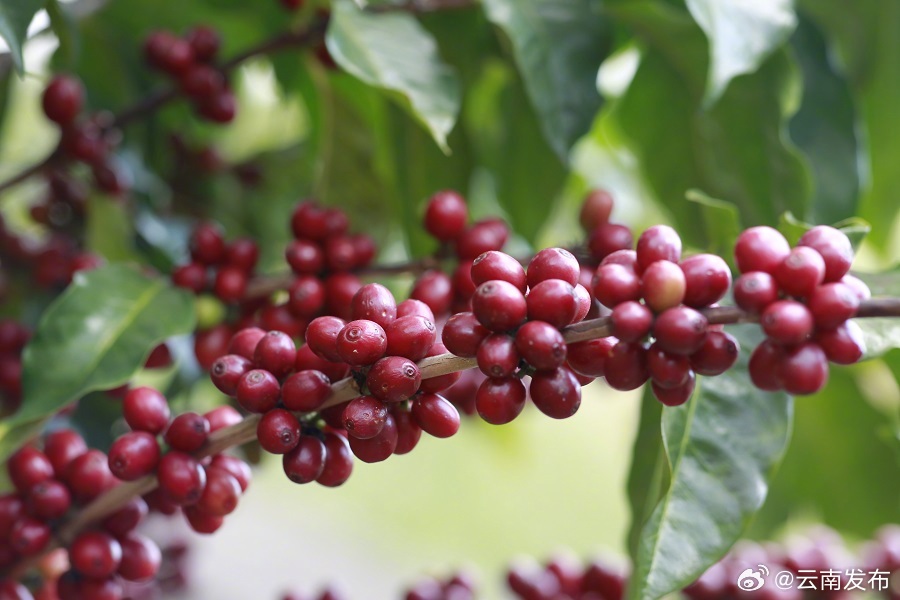 国际精品咖啡产业发展大会在云南保山举行