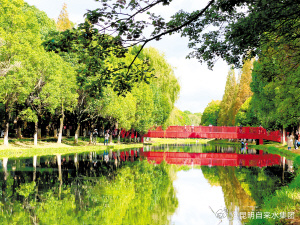 采莲河水杉泛黄风景如画