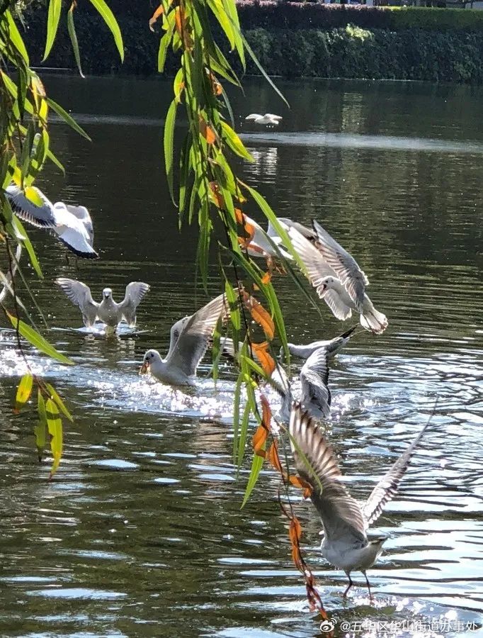 五华区华山街道办事处