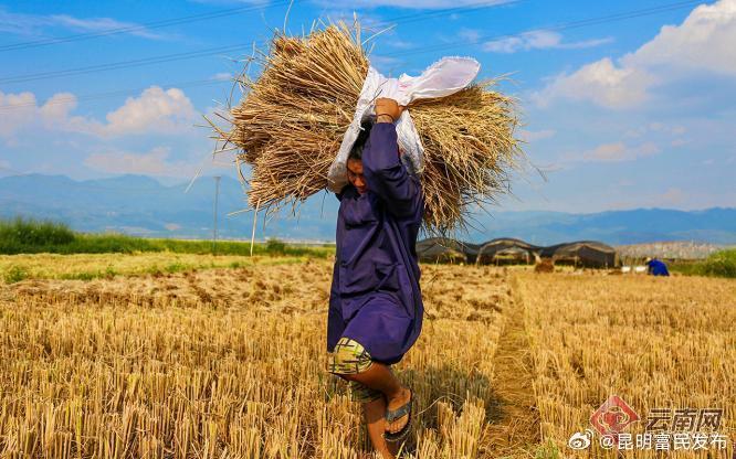 来去有念 何以开远丨李文祥：粒粒“乡愁”播撒锦绣良田