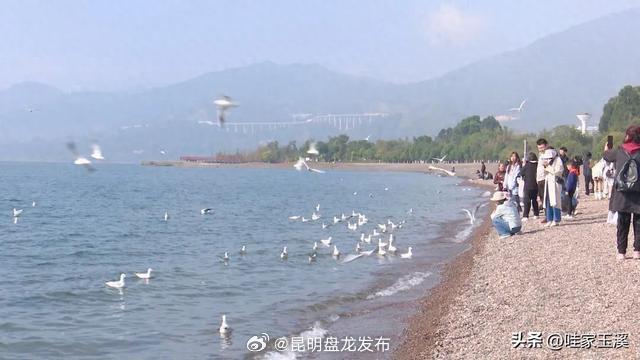 碧玉清溪 象往之地丨打卡！你的海鸥小可爱回抚仙湖啦~