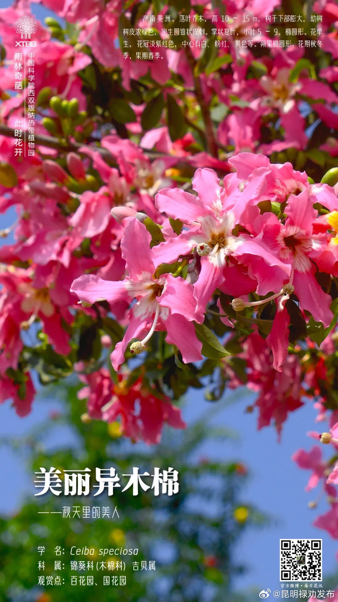 绿美云南•“植”观感“兽”丨十一月的花儿，盛开在初冬