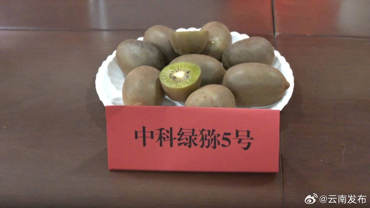 自主知识产权猕猴桃新品种在昭通永善试种成功_http://www.mainten.cn_cns_第1张
