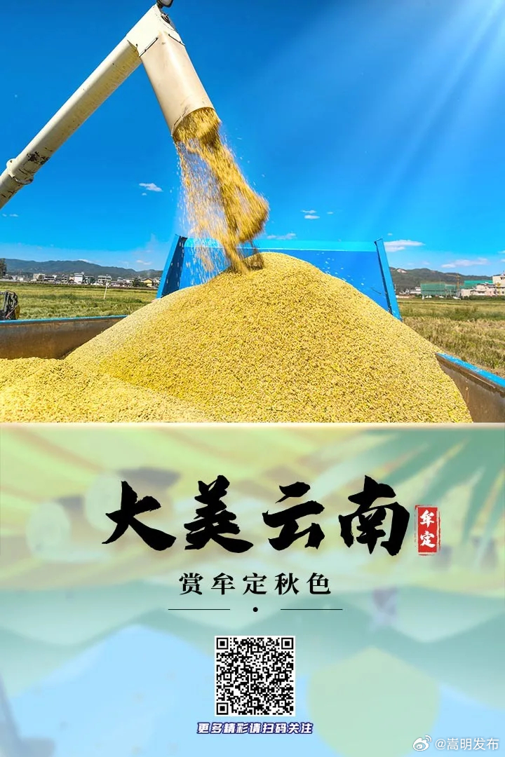 有一种叫云南的生活｜赏牟定秋色