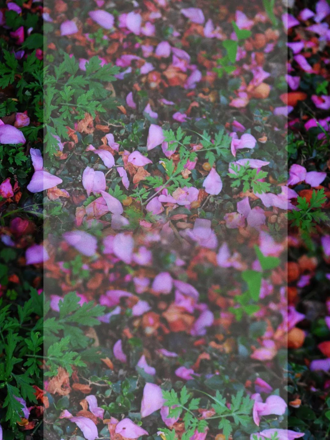 昆明市金殿名胜区