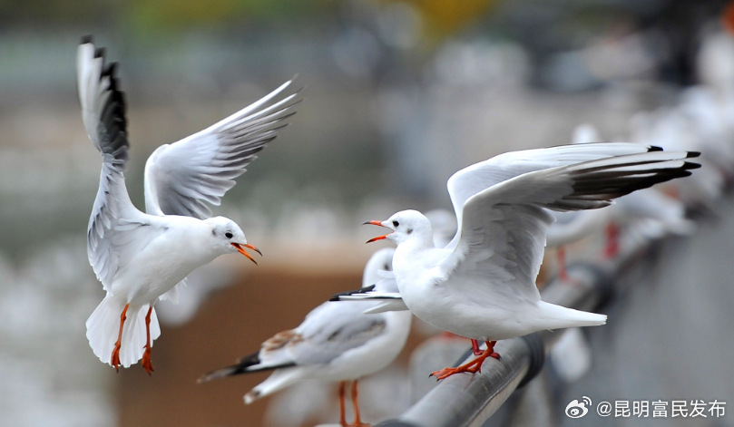 昆明富民发布