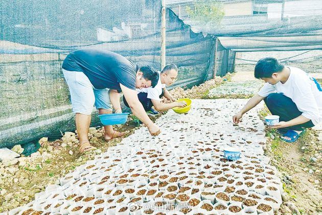 昌宁建设首个“乡土树种保障性苗圃”_http://www.mainten.cn_cns_第1张