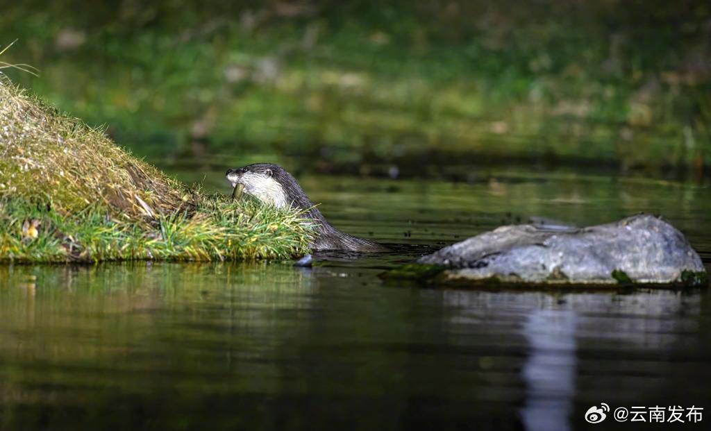 稀客！迪庆香格里拉市区公园有水獭现身
