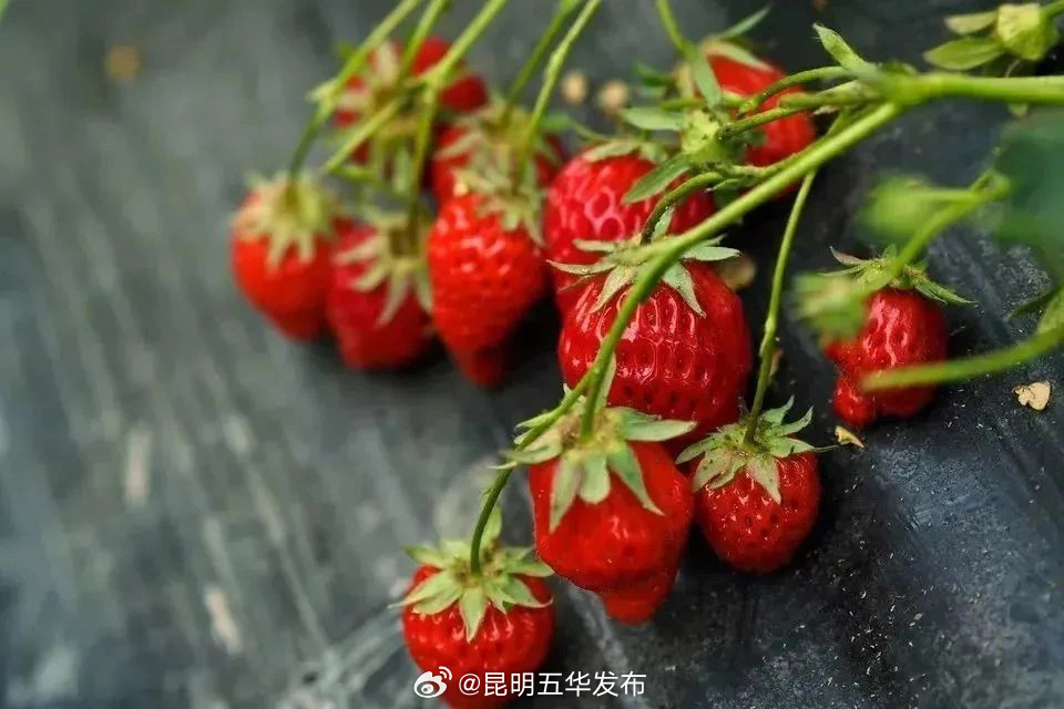 昆明五华发布