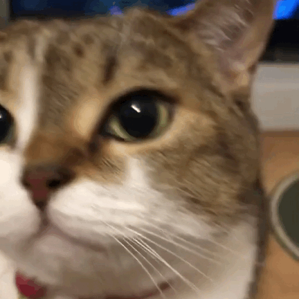 鼻子决定了你能有多好看 