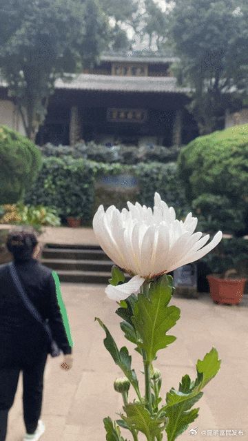 “请买一朵菊花”，这位导游的话，刷屏了！_http://www.mainten.cn_cns_第2张