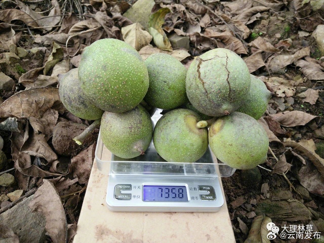 大理是全国最大的核桃产销基地之一