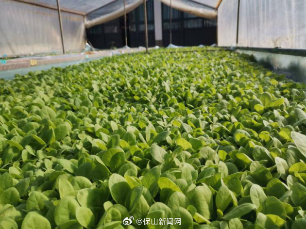 保山新闻网