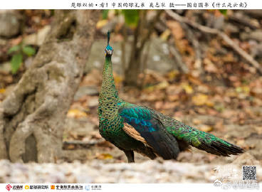 看！中国的绿孔雀