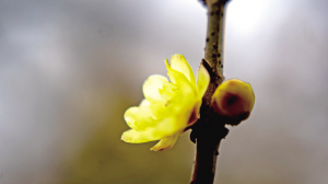 昆明四季鲜花不败，黑龙潭公园赏梅正当时