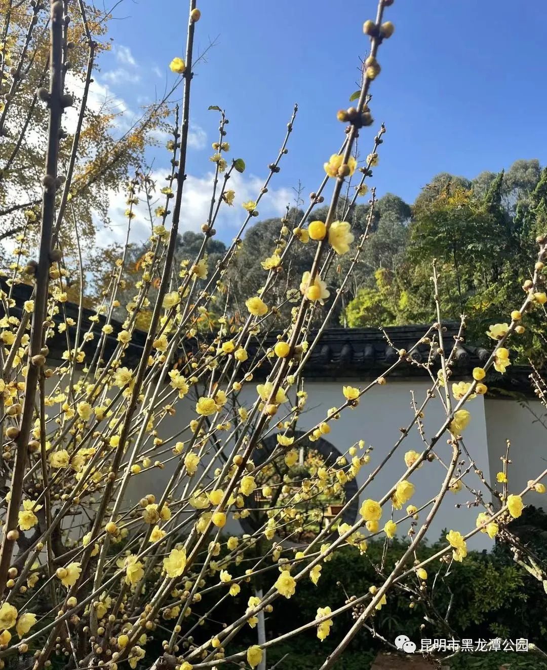 昆明市黑龙潭公园