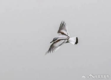 昆明首次发现新鸥种——小鸥