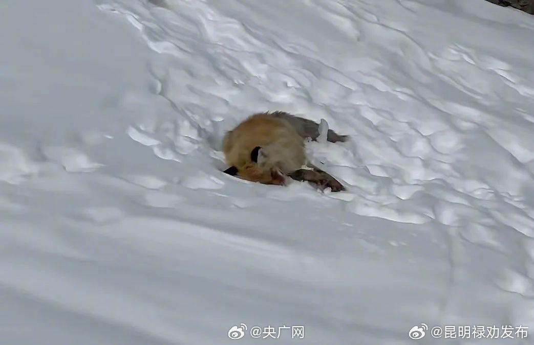 专家:不打扰才是对野生动物的保护和尊重