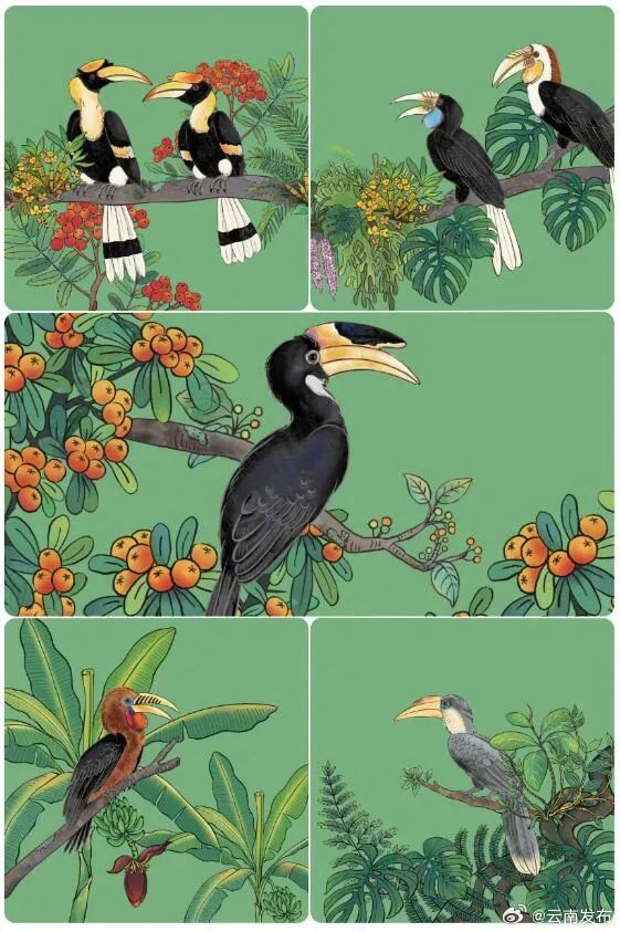 景颇族女插画师让德宏犀鸟潮出圈_http://www.mainten.cn_cns_第1张