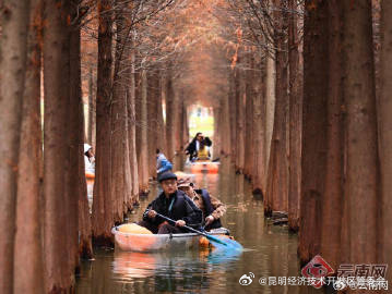 昆明海洪湿地水杉渐红 人鸥同享美景_http://www.mainten.cn_cns_第3张