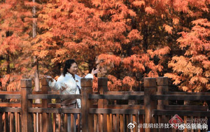 昆明海洪湿地水杉渐红 人鸥同享美景_http://www.mainten.cn_cns_第4张