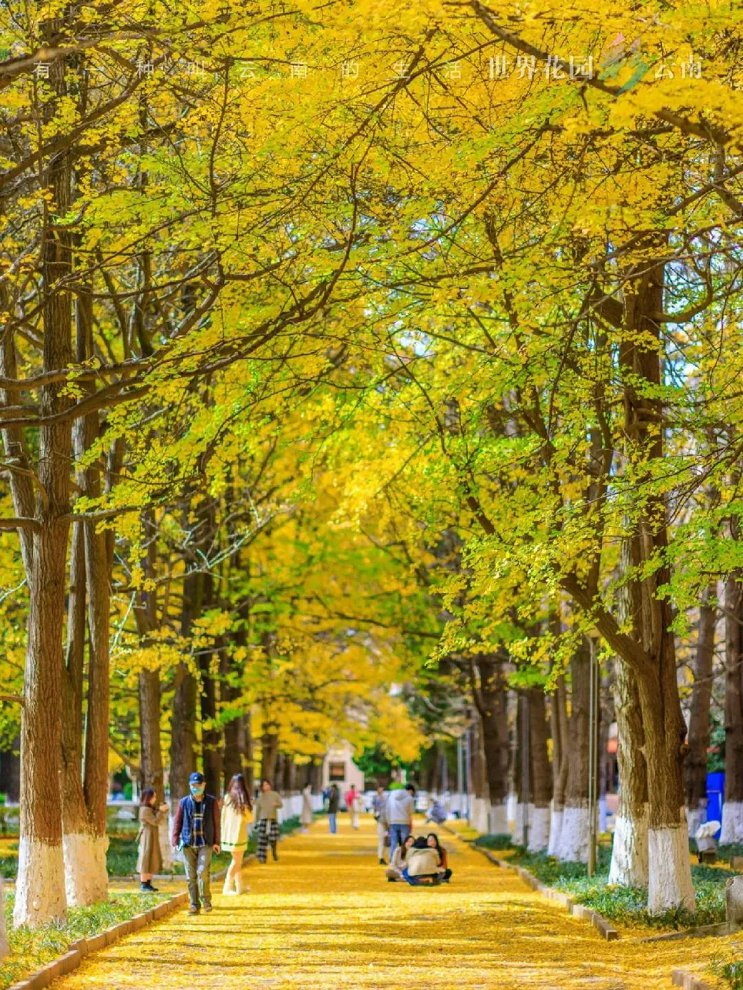 云南省文化和旅游厅