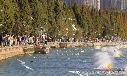 昆明海洪湿地水杉渐红 人鸥同享美景_http://www.mainten.cn_cns_第5张