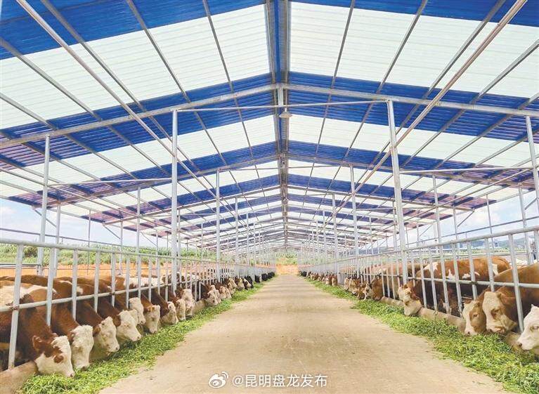 “畜”势勃发 沾益区打造畜牧业发展新格局