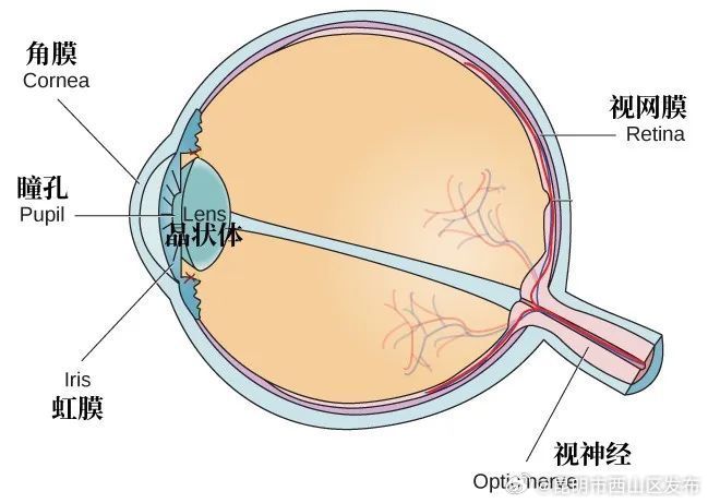 老花眼突然好转不一定是好事
