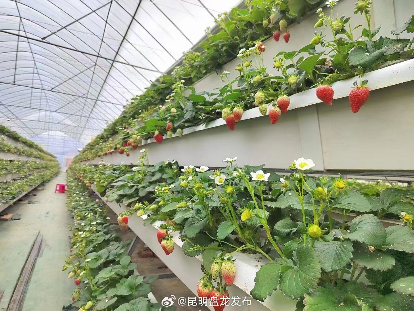 昆明盘龙发布