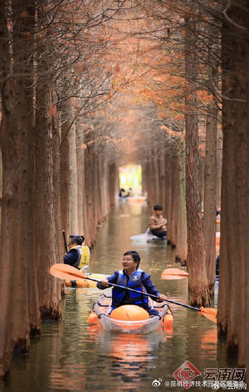 昆明海洪湿地水杉渐红 人鸥同享美景_http://www.mainten.cn_cns_第2张