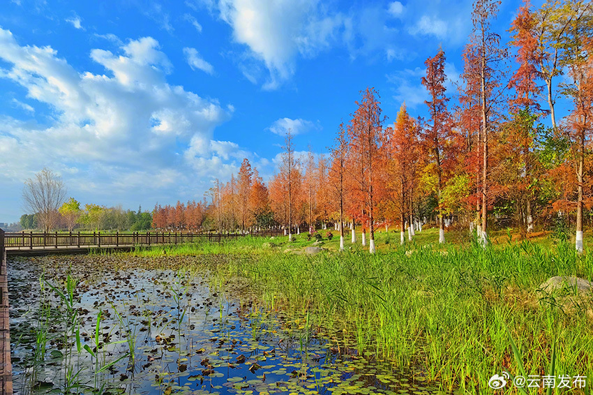 250余种鸟类在保山青华海国家湿地公园“安家”