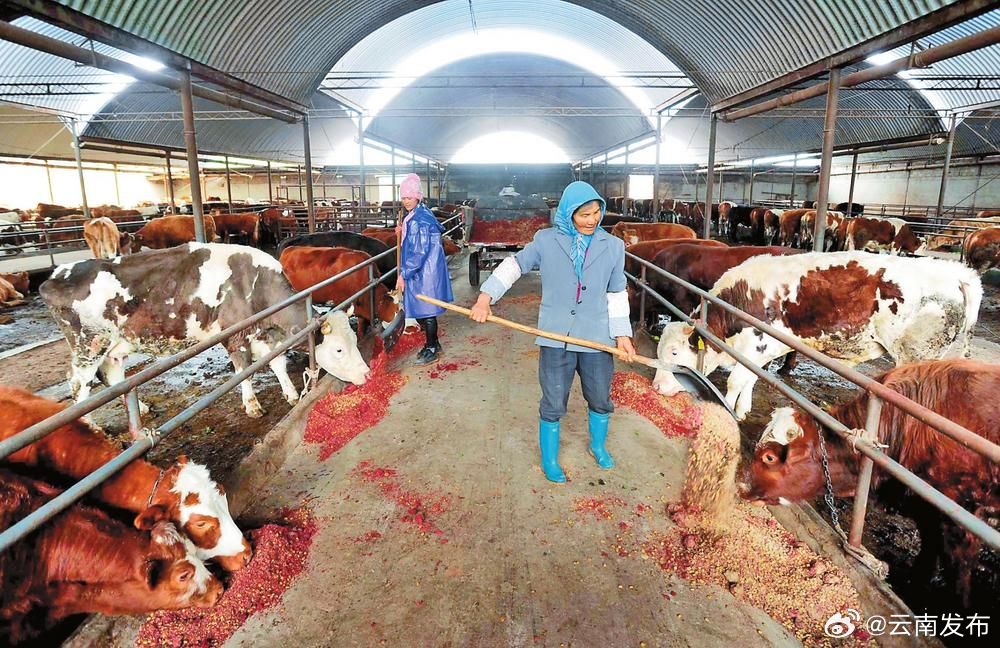 云南这个小县城将成世界牛都