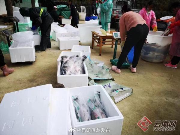 昆明盘龙发布
