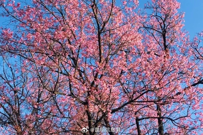 昆明信息港微博