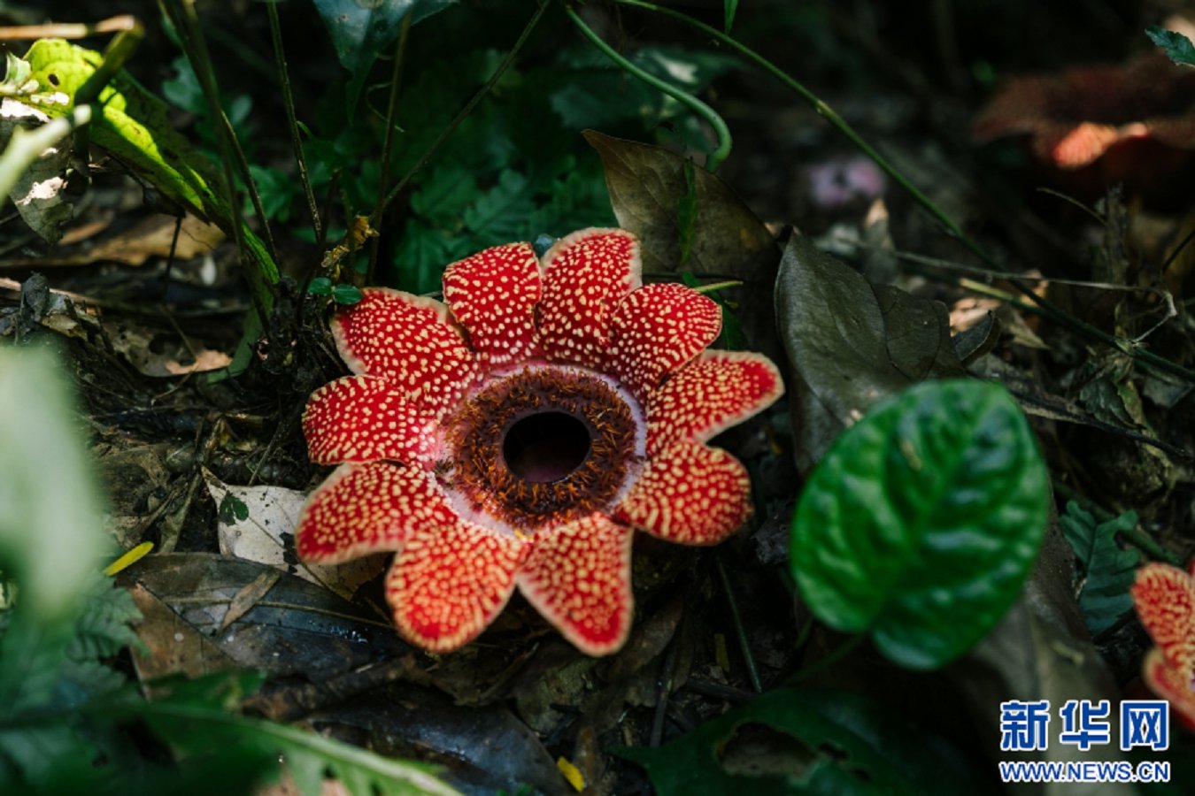 云南省文化和旅游厅