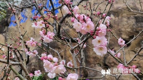 昆明市文化和旅游局