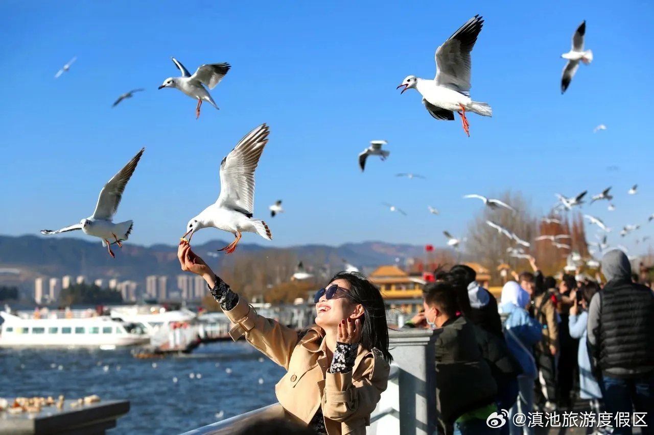 “观鸥季” 滇池大坝周边30个停车点面向市民开放