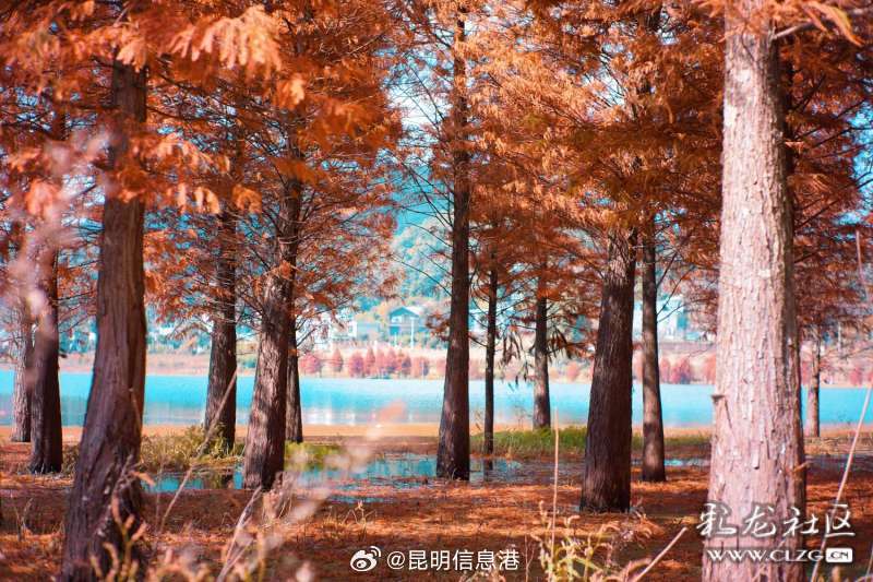 昆明信息港微博