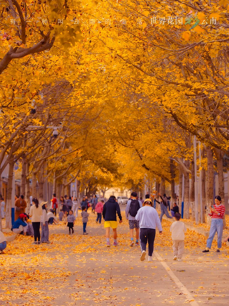 云南省文化和旅游厅
