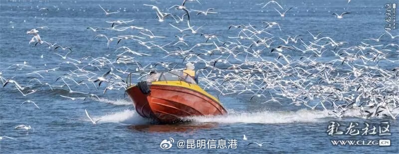 滇池朋友圈 @滇池朋友圈 这些滇池美图开放授权使用 速来选片_http://www.mainten.cn_cns_第8张