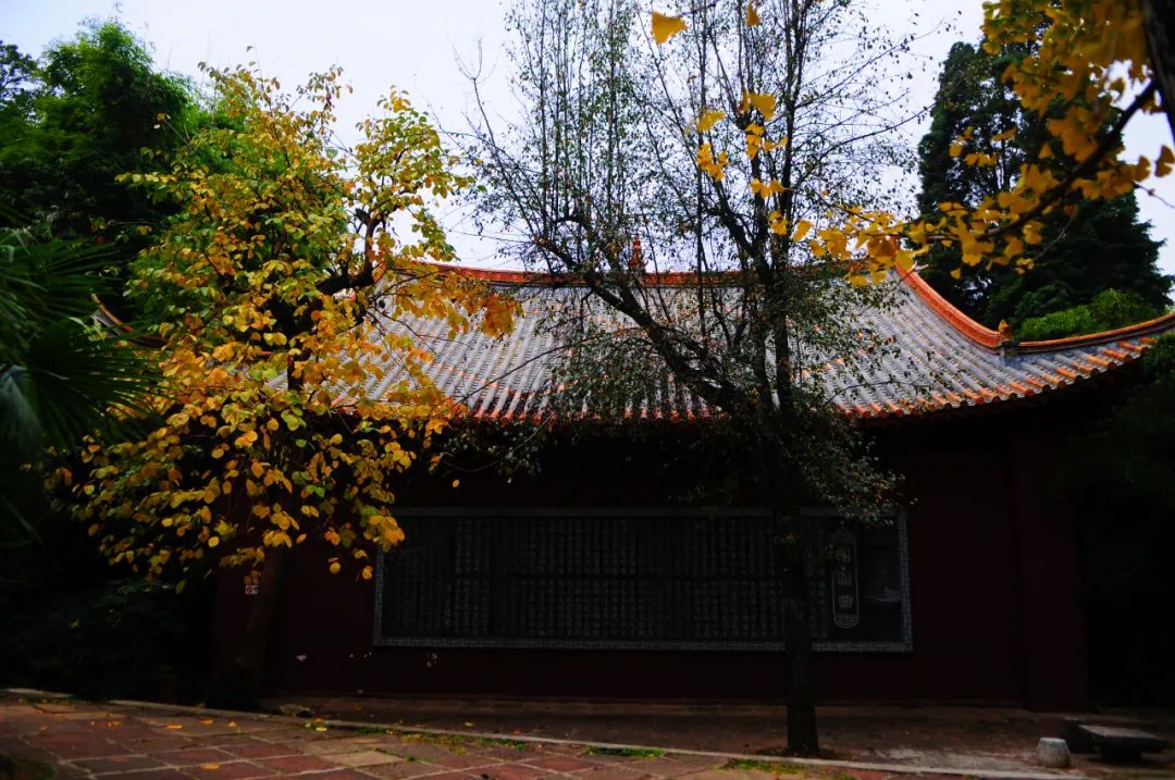 繁霜霏霏，铜瓦飞檐，老树枯藤，仕女爱了~_http://www.mainten.cn_cns_第7张